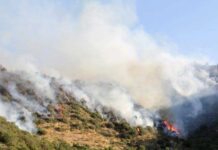 Incendi a Bisignano, l’allarme del Sindaco: “I responsabili saranno perseguiti”