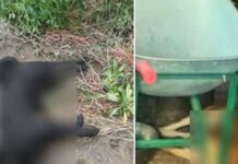 Bocconi avvelenati a Bisignano, due cagnolini morti: “Fate attenzione”