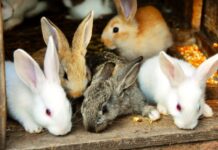 Conigli protagonisti a Montalto Uffugo