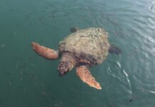 Tartaruga Caretta Caretta, le associazioni felici per la salvaguardia caretta caretta