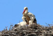 Lipu, ottimi risultati: 107 le cicogne nate