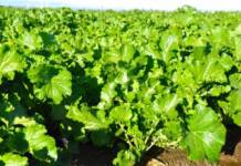 Bisignano pronta per il festival del broccolo di rapa