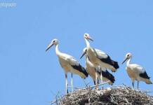 Cicogna bianca, nidificazione a rischio per addestramento cani da caccia
