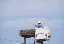 In Calabria inanellate a scopo scientifico 24 giovani cicogne