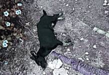 Animali in pericolo a Bisignano: avvelenamenti misteriosi, è allarme