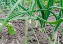 Piantare le Cipolle nell’Orto: Tecniche e Tradizioni da Bisignano