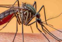 Ordinanza per il west nile: si ripulirà finalmente Bisignano?