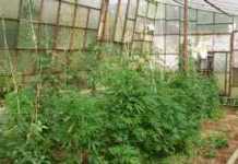 Uomo di Bisignano arrestato per spaccio di Marijuana